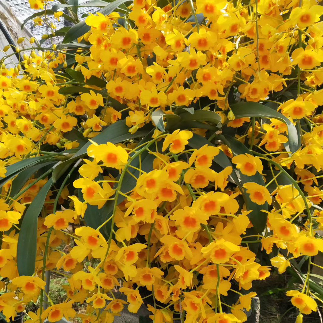 直播链接 一物一拍 私自下单随机发货 请谅解