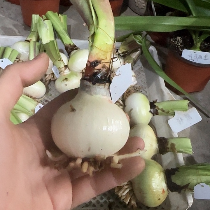 T35。 5.5cm，裸球发货