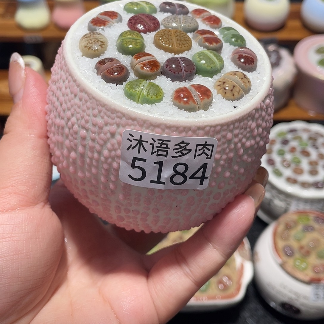 带盆土植物 一物一拍5184