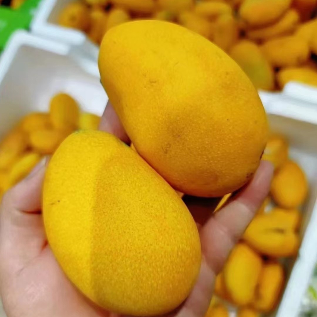 海南台农芒果 小台芒 一个约1.5斤左右