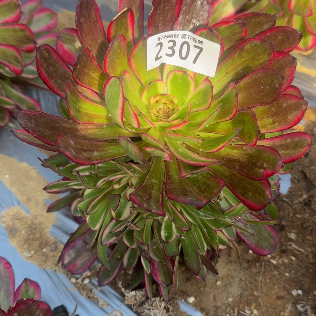 2307白月光多肉植物