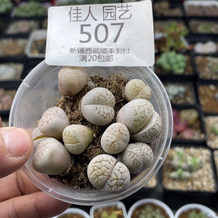 佳人园艺老周上新年福利啦大白507