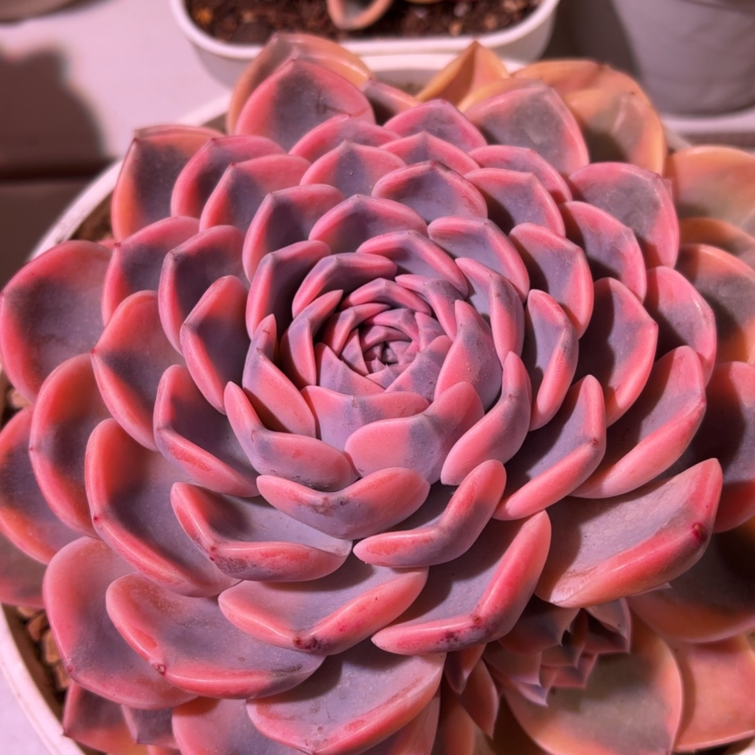 汉堡锦多肉植物盆栽花卉