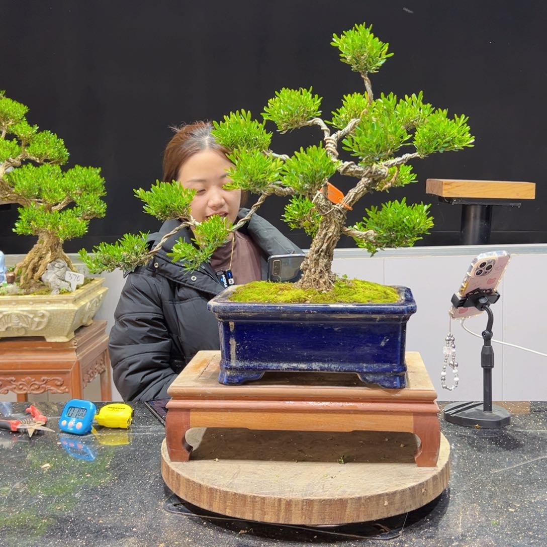 四季常青老桩黄杨盆景