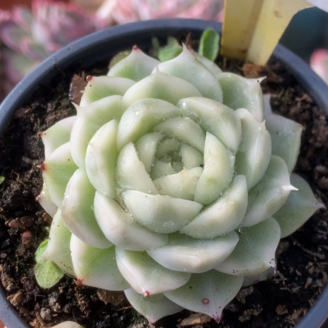 261白瓷麦杆锦锦锦锦锦