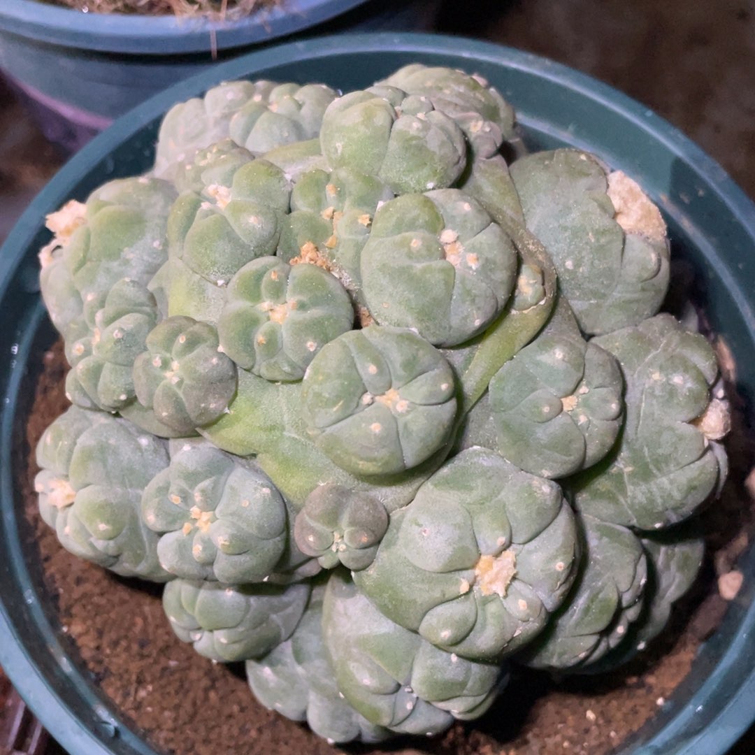 全部花朵自根 犹银锦群体 仙人球