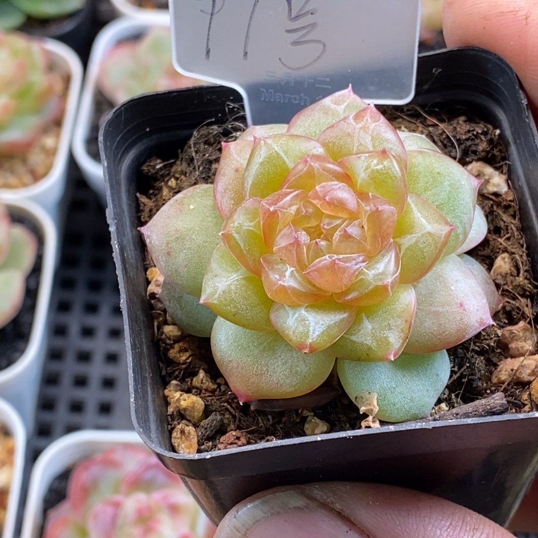 天官赐福百无禁忌