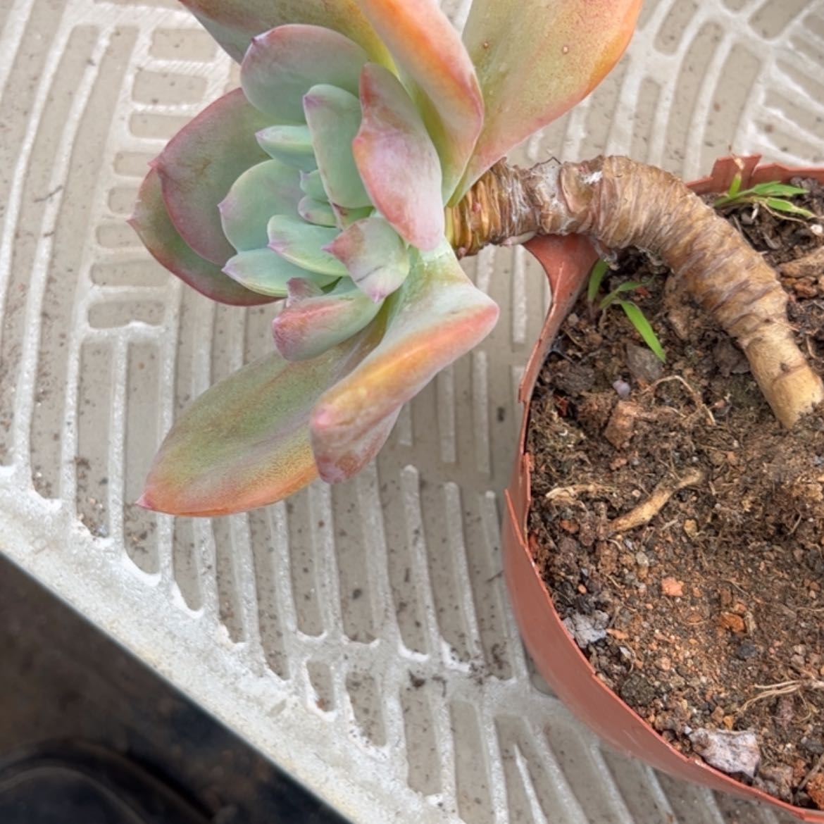 【闪购商品】无花朵富****d