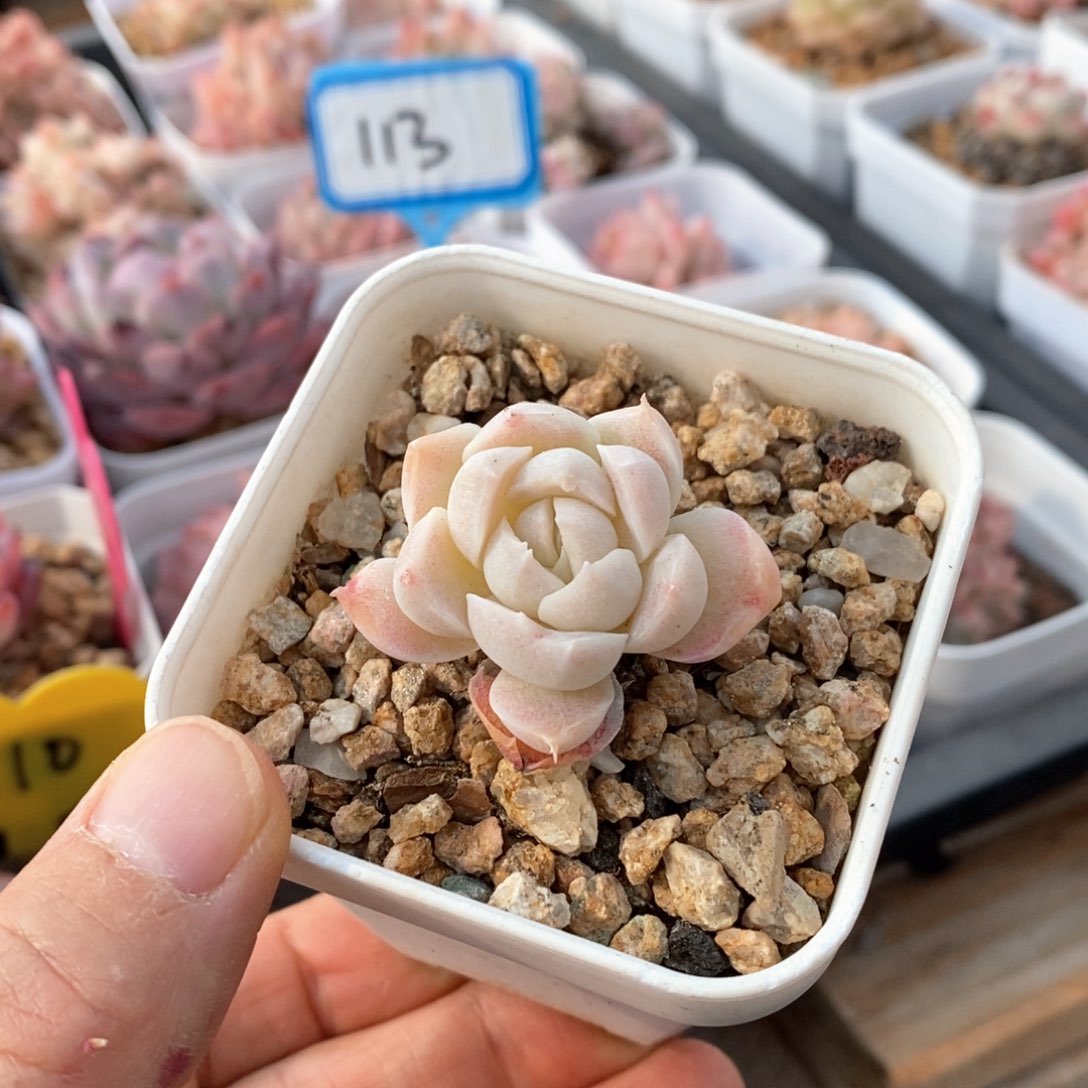 精品多肉一物一拍不包整55