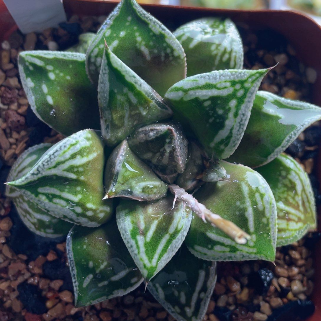 24.十二卷多肉铜雀台寿。