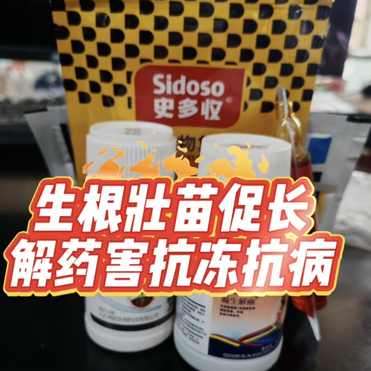 大蒜抗冻，防病，生根壮苗促长