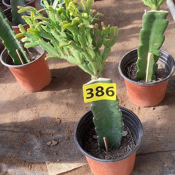 无花朵依**梦053/386号柱弯头歪