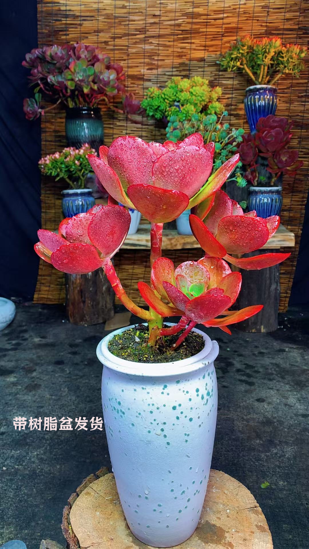 z大唐玫瑰 精品多肉 新手好养 带好盆好土 云南基地直发