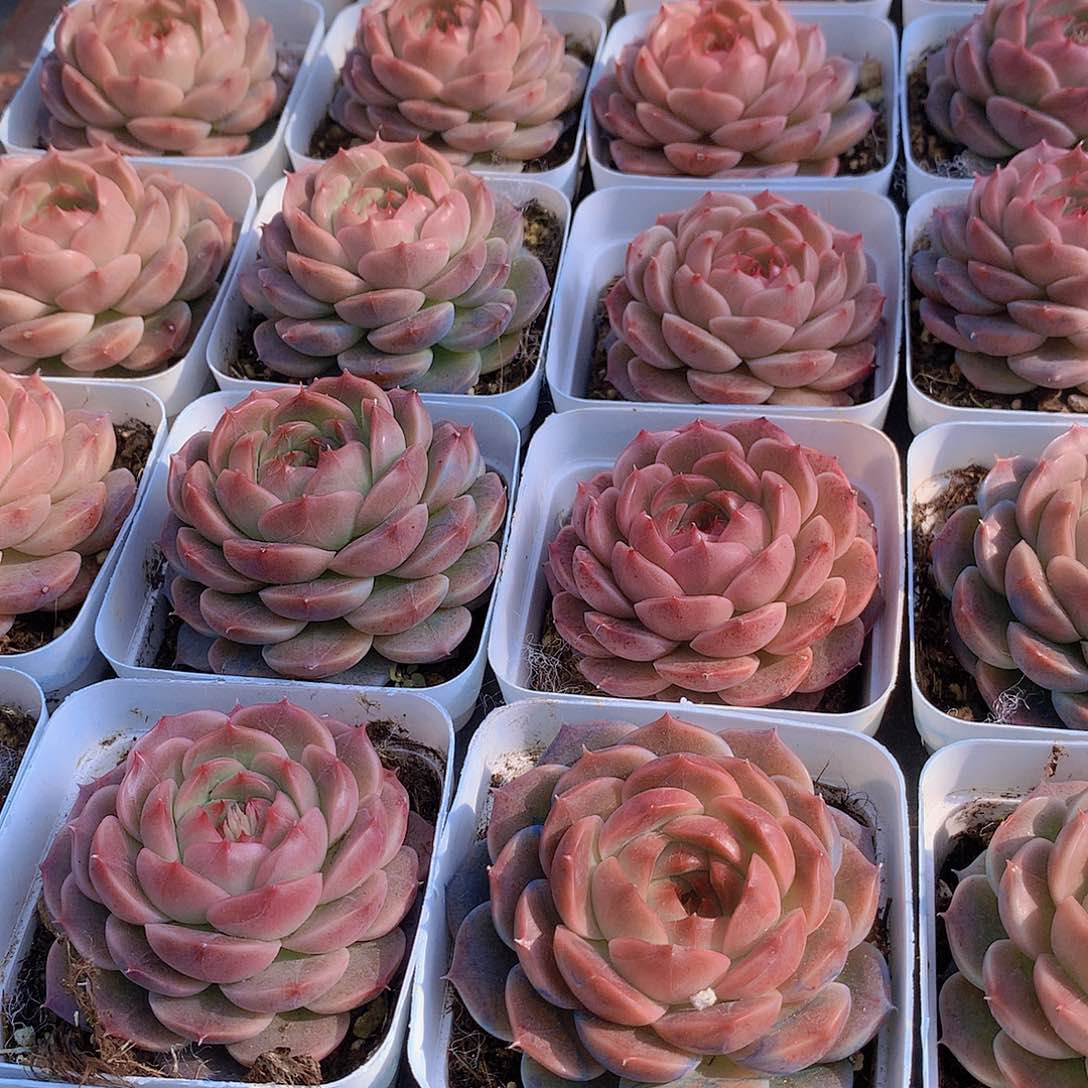 魔玉325677856678899