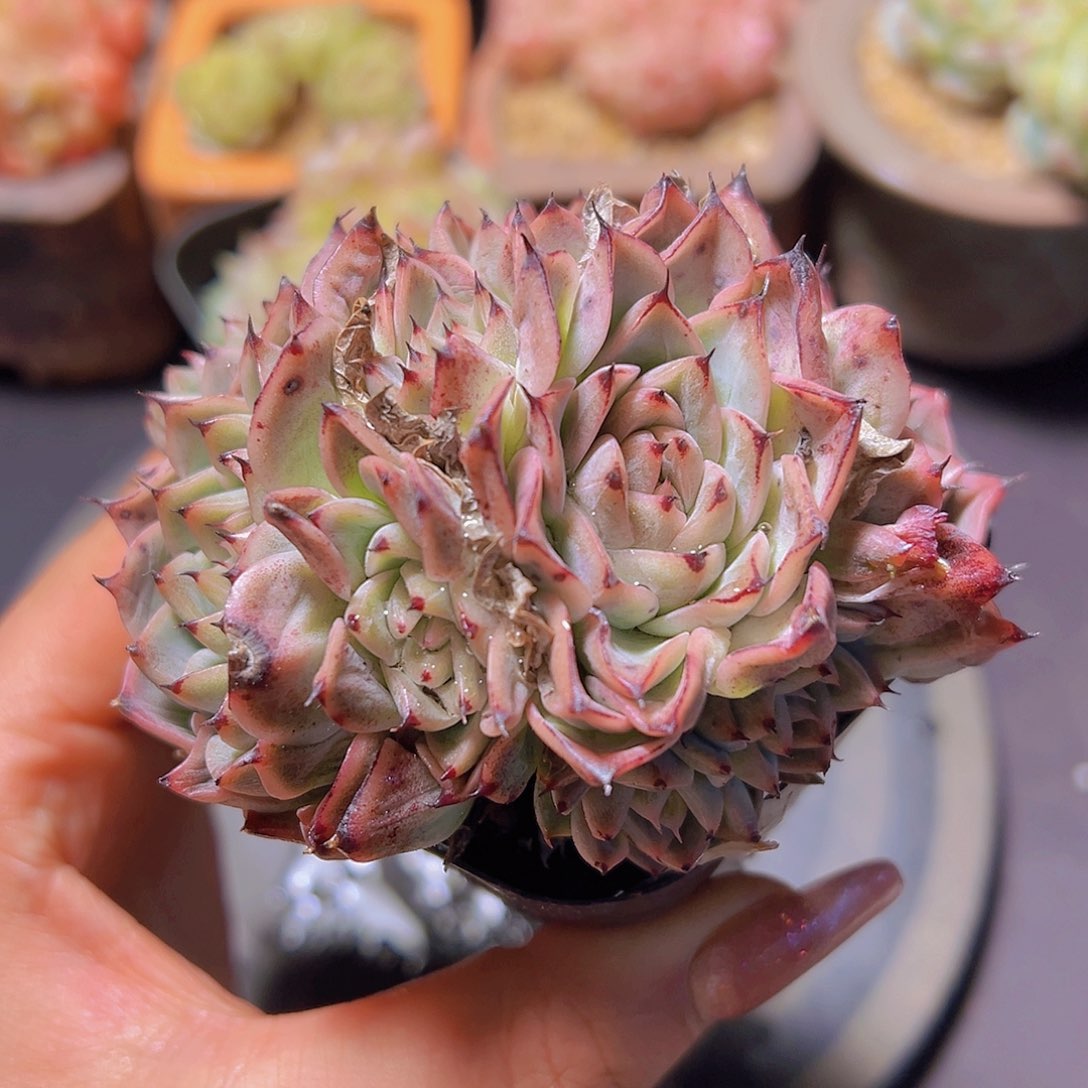 格*爪杂，多肉植物，