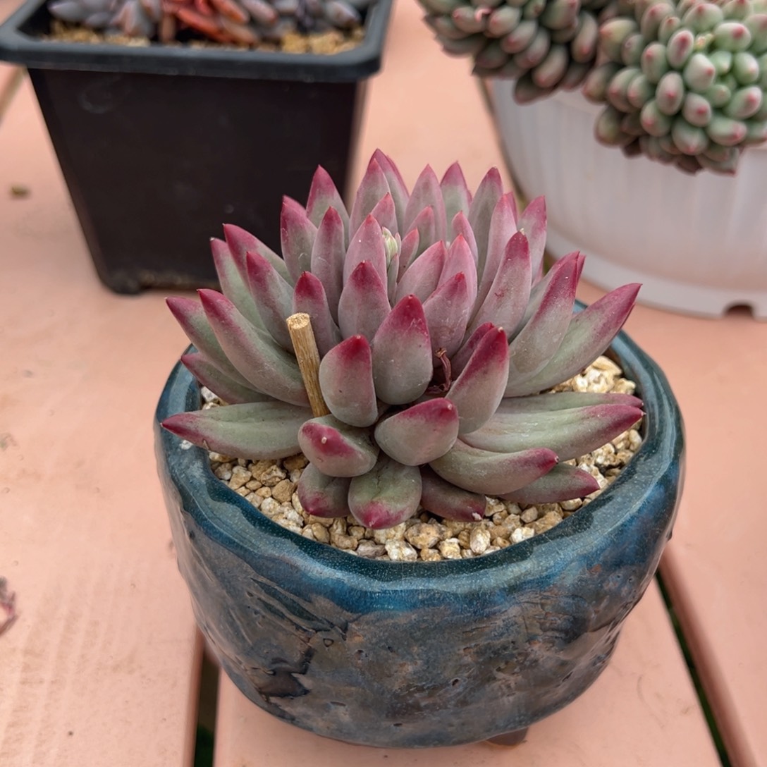 美人 8公分不带盆