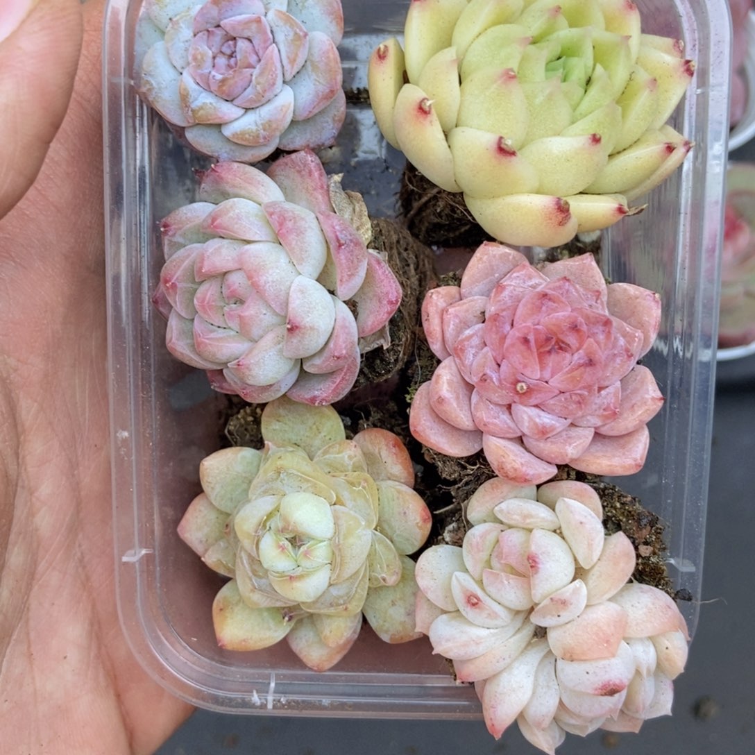 春泥家框拍链接C9