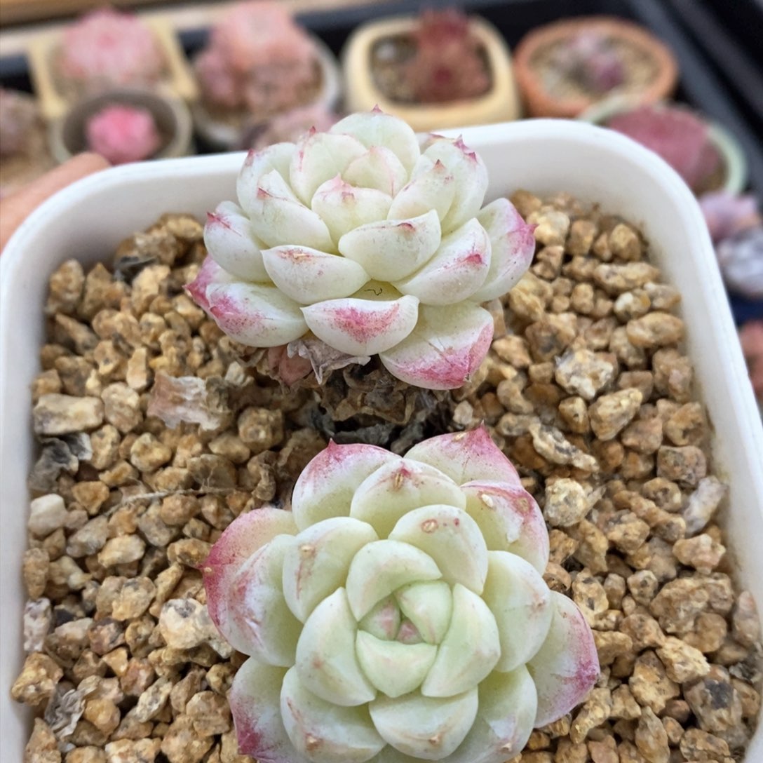 多肉植物一物一拍303