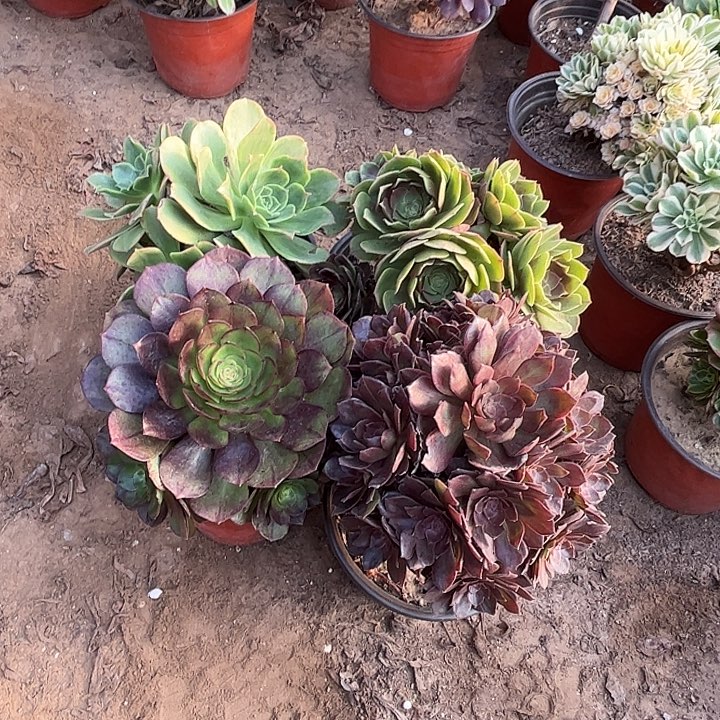 073多肉植物瑕疵特价，