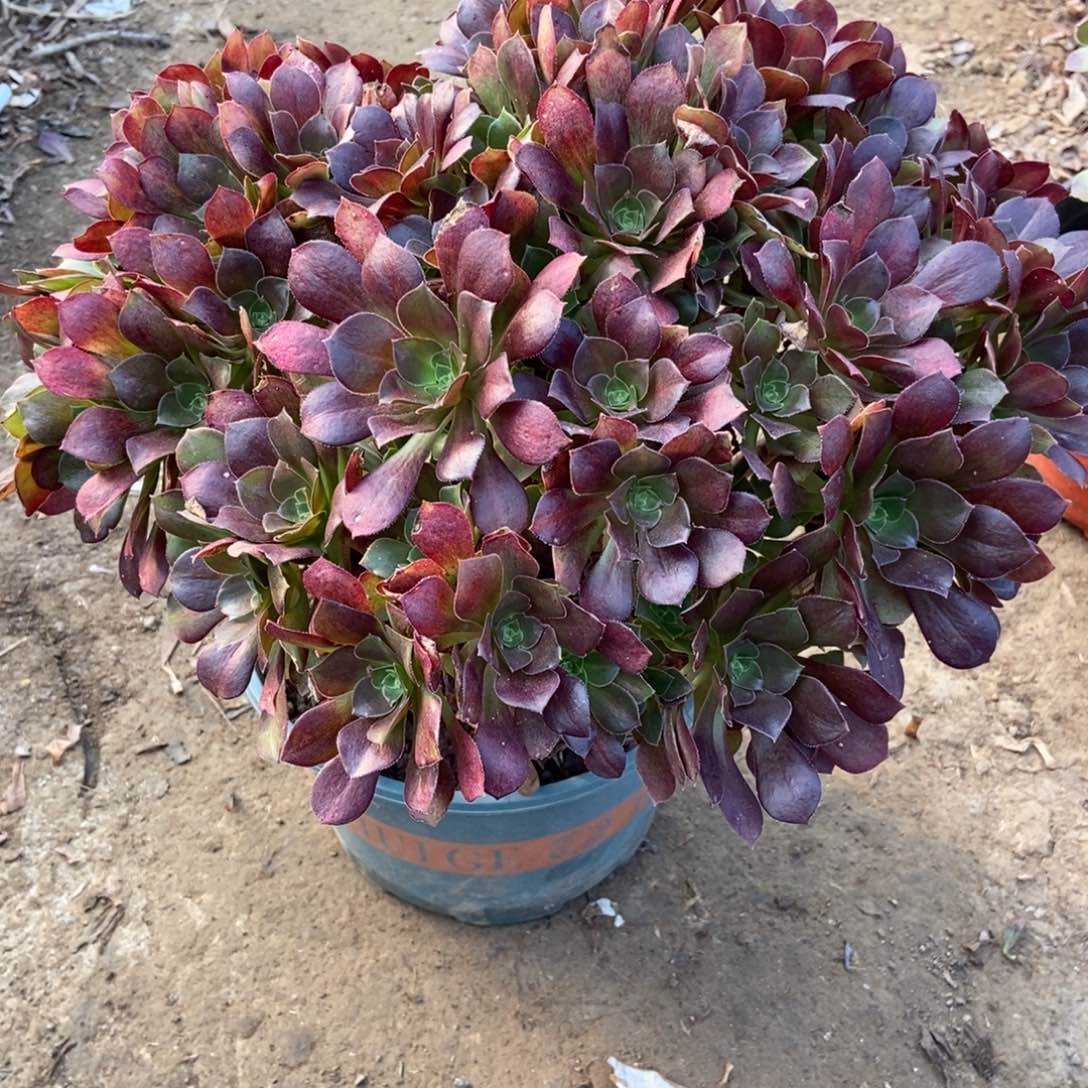 2号链接和蓝玫瑰丛林庄