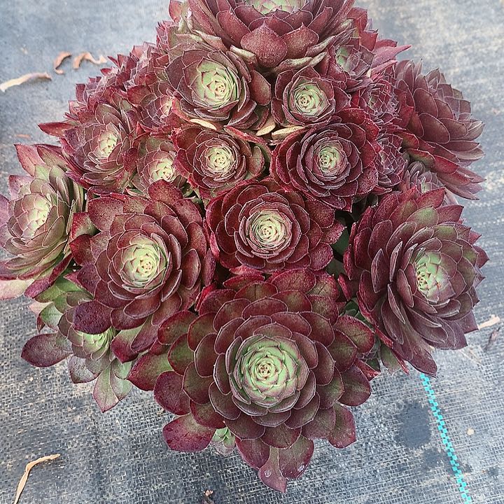 法师图片多肉植物