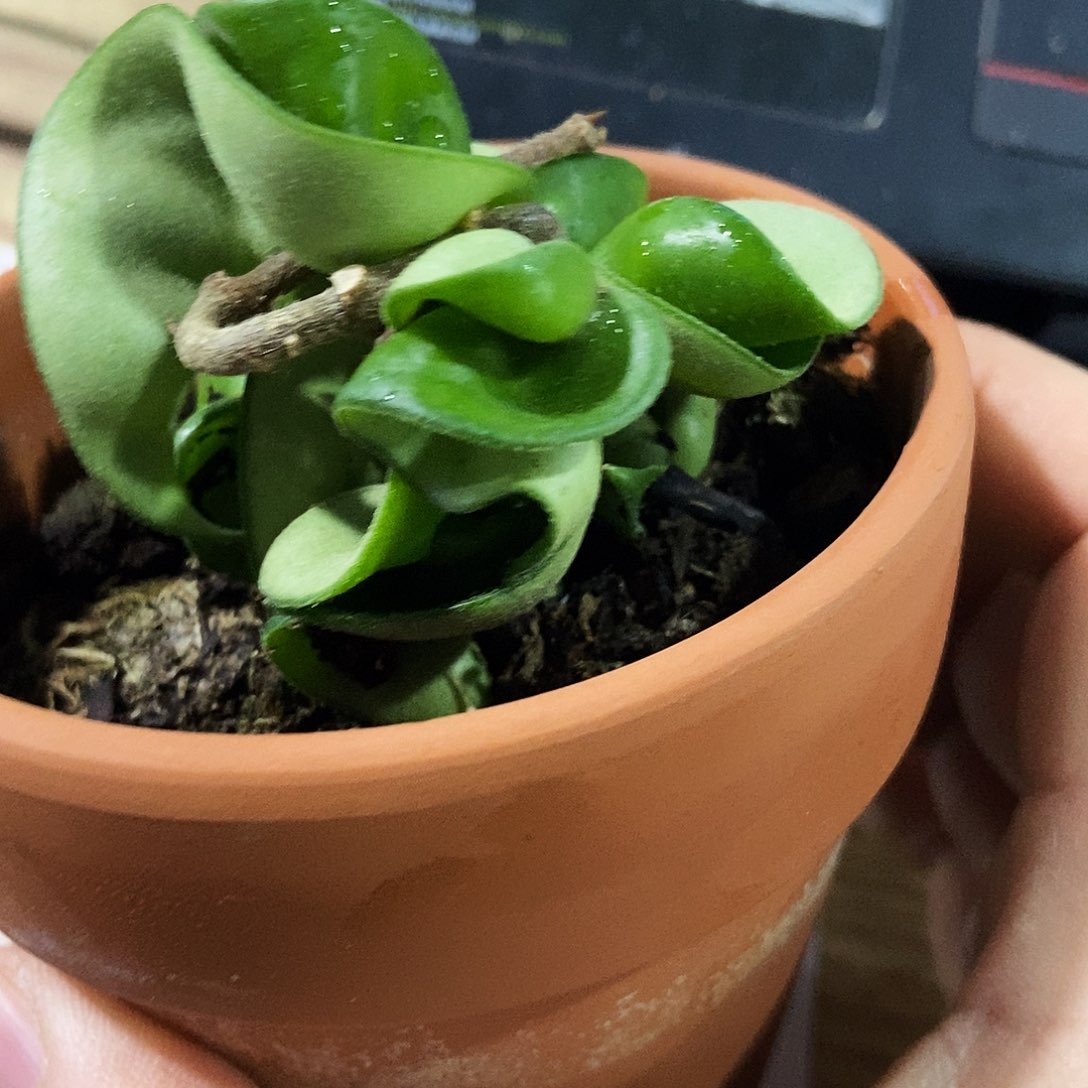 完全开放卷叶球兰15