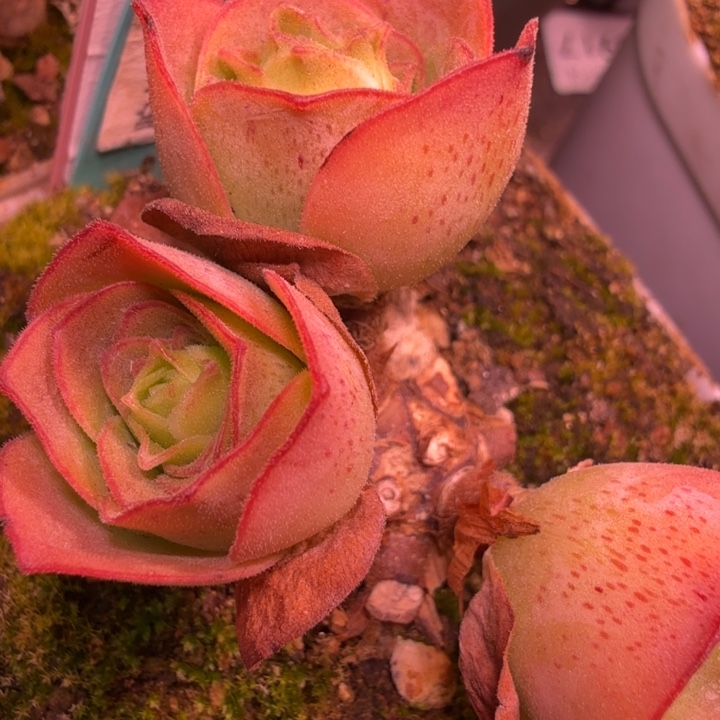 HD613  潘系白龙一代九天骄龙  腺体基因  侧芽