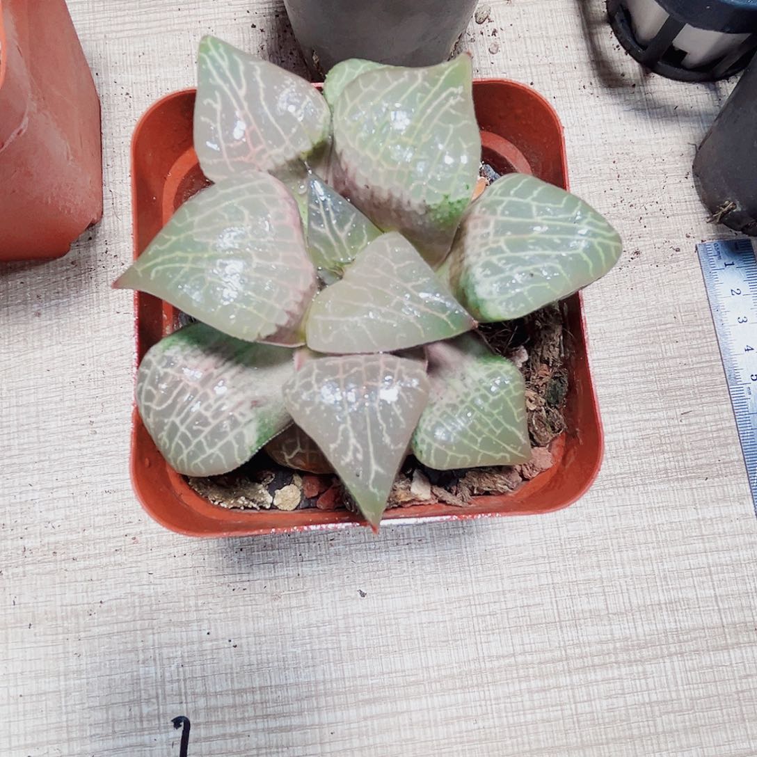 粉玻璃康平多肉植物666