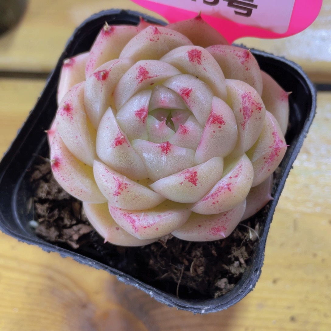 1045号 丸叶珍妮精品麦秆多肉