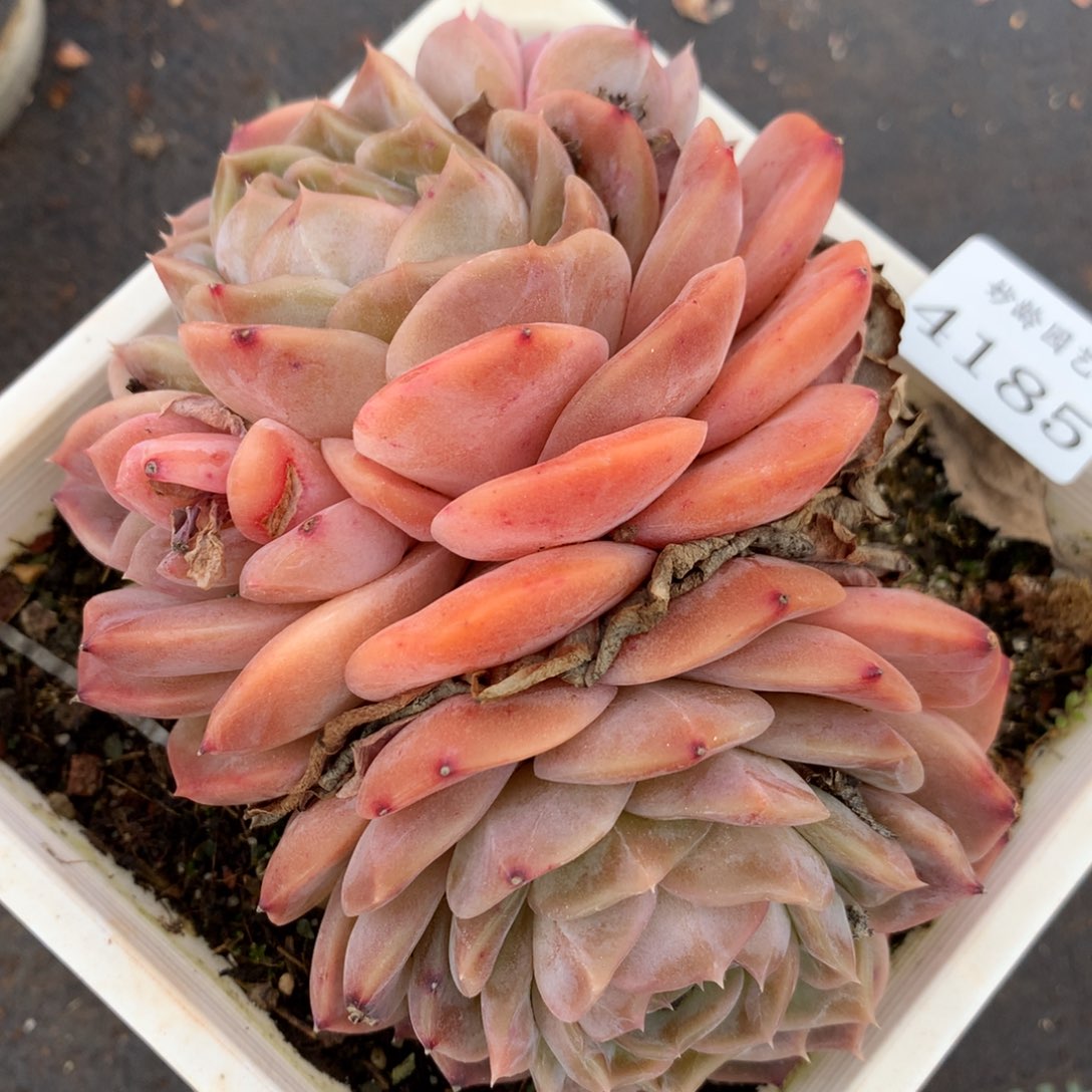 4185杂交多肉植物