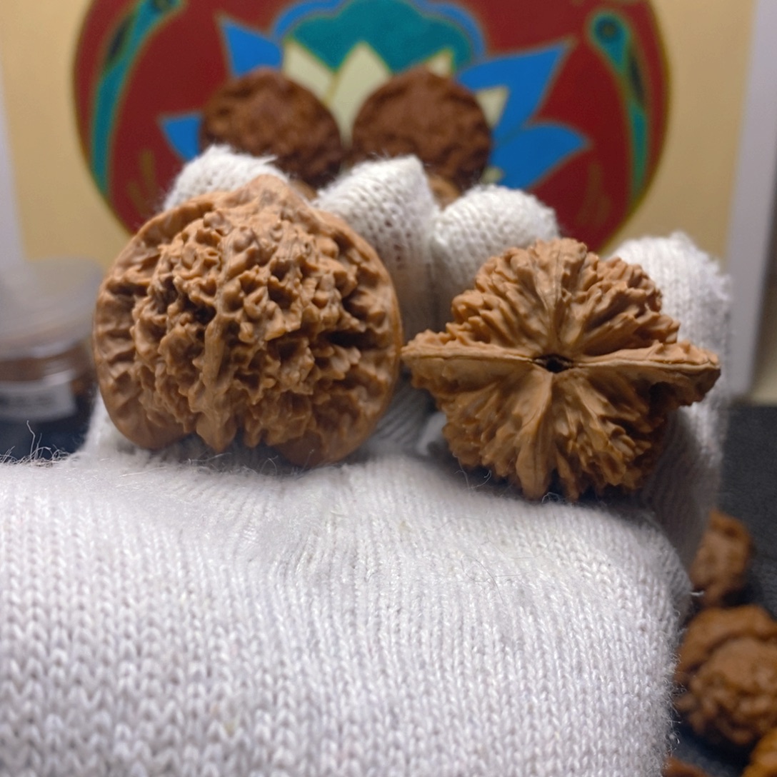 核桃满天星46尺原生态