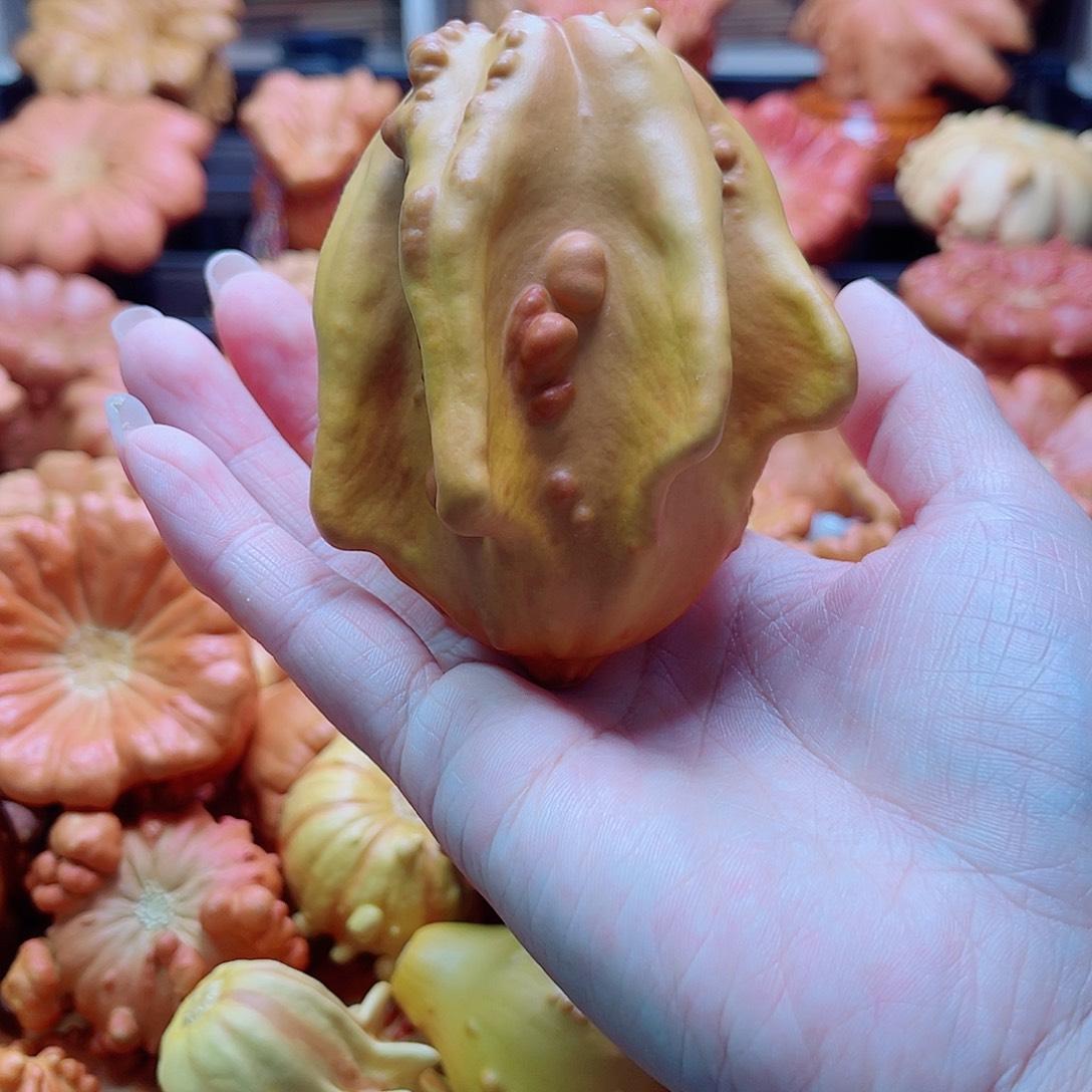 L***Ꙫ墨西哥葫芦可盘可摆