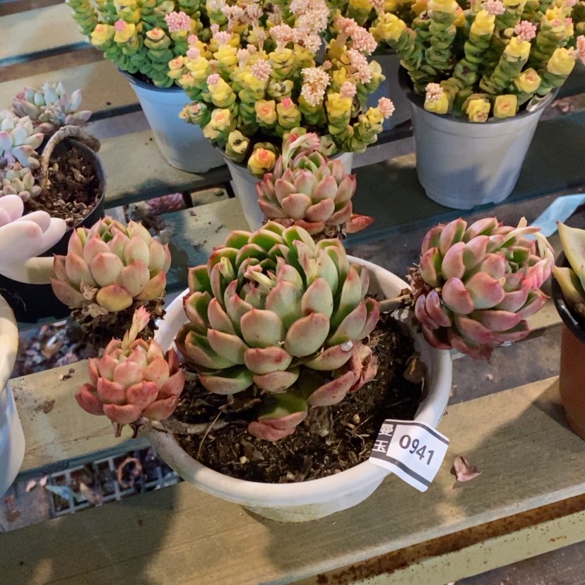 【闪购商品】月宴0941