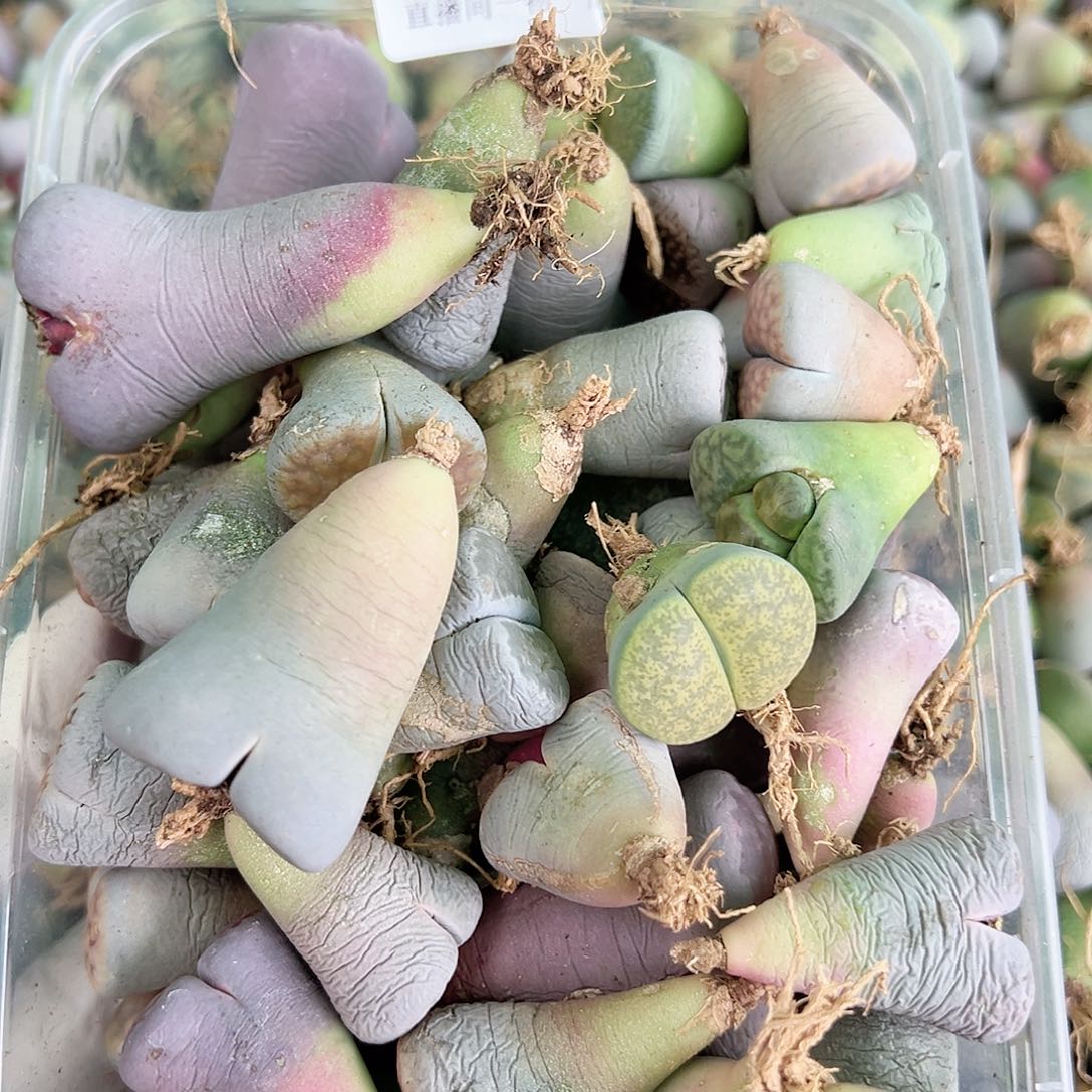 8422五年生石花母本大单颗有瑕疵如图特价处理