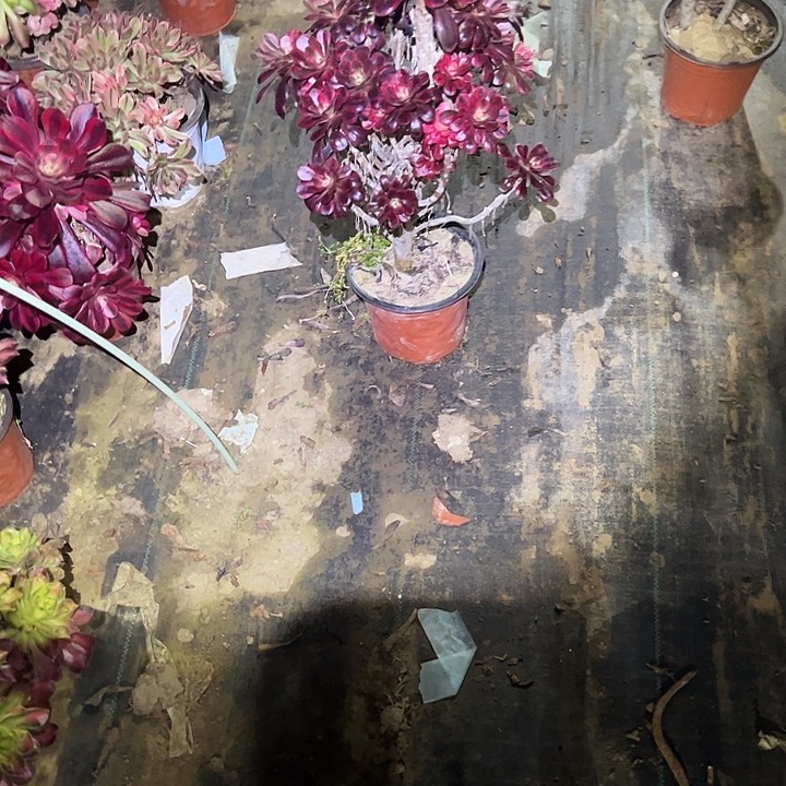 多肉法师植物链接30