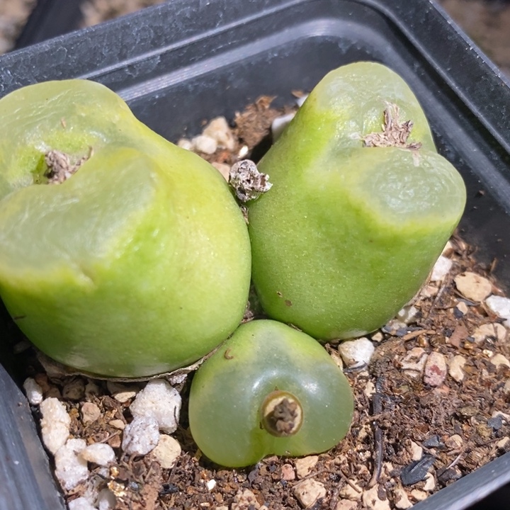 17306一个一个一个