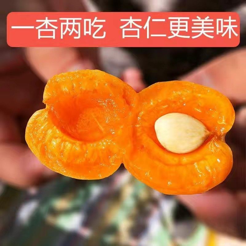 嫁接杏树苗特大帝王杏纯甜离核耐寒盆栽地栽南方北方种植当年结果