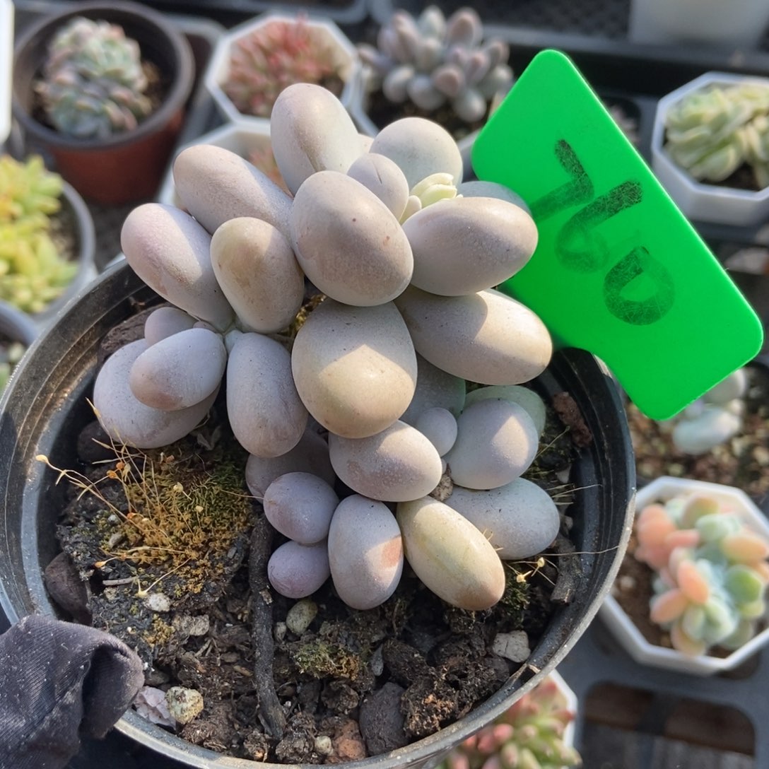 760橙雪球多肉植物