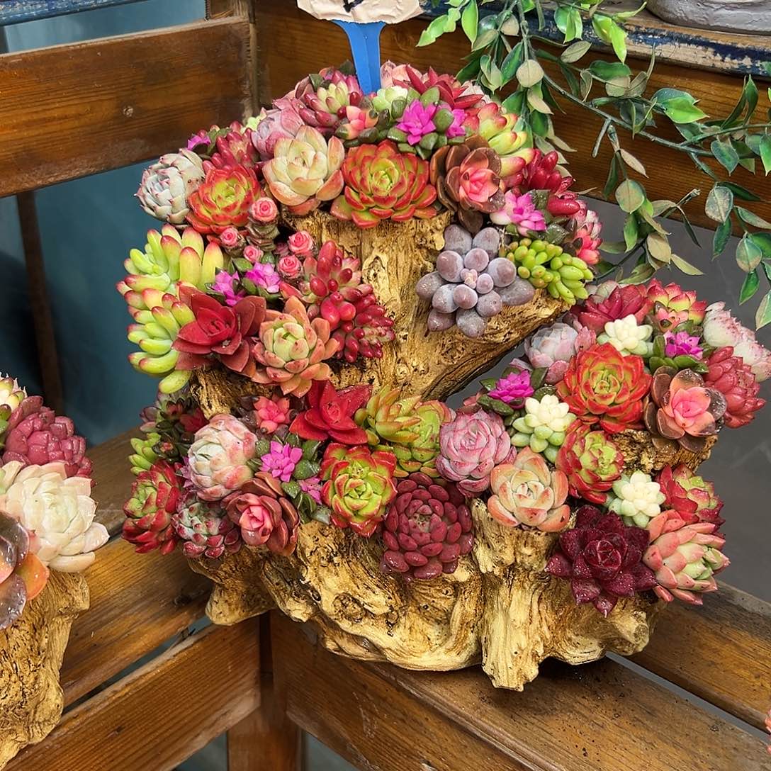 十全十美多肉组合花园