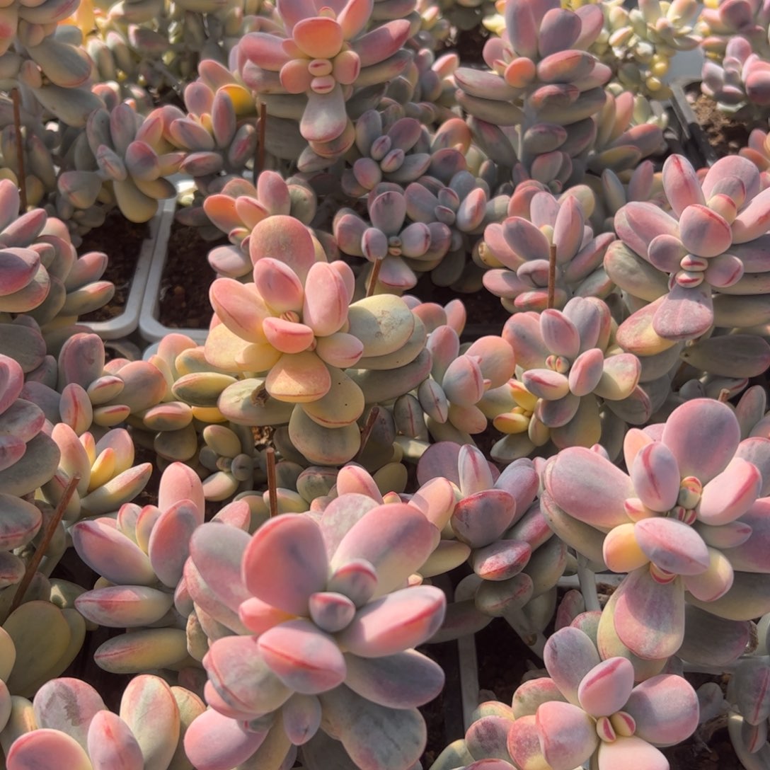 乒乓福娘锦，一物一拍