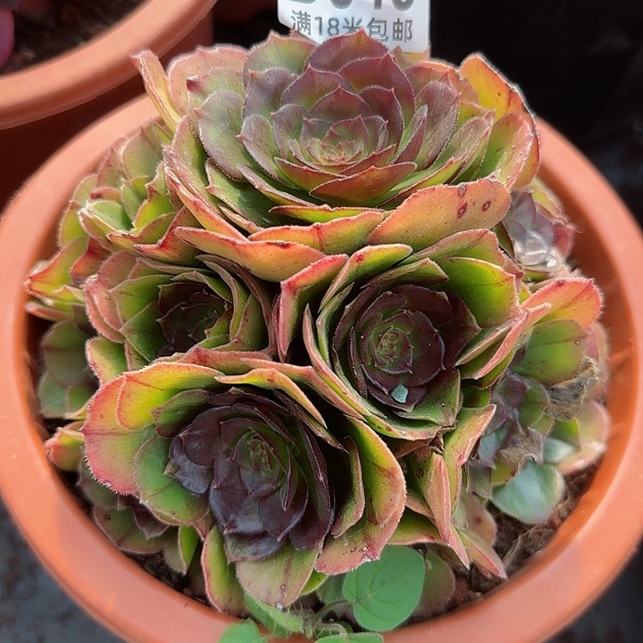 多肉法师朵朵海shanhu