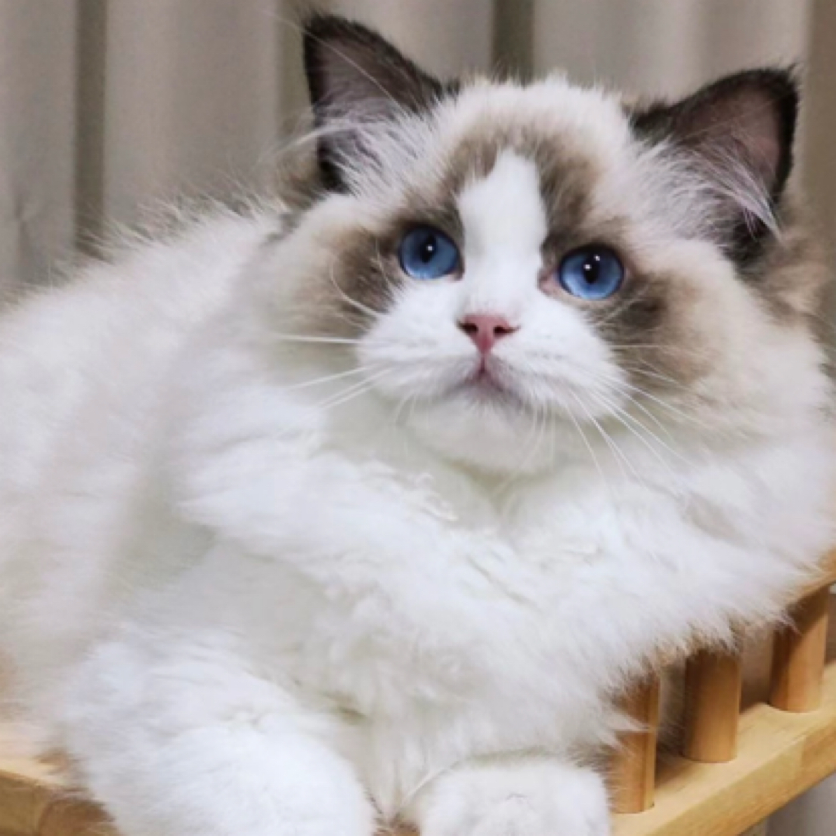 海双布偶小宠物妹妹大小姐