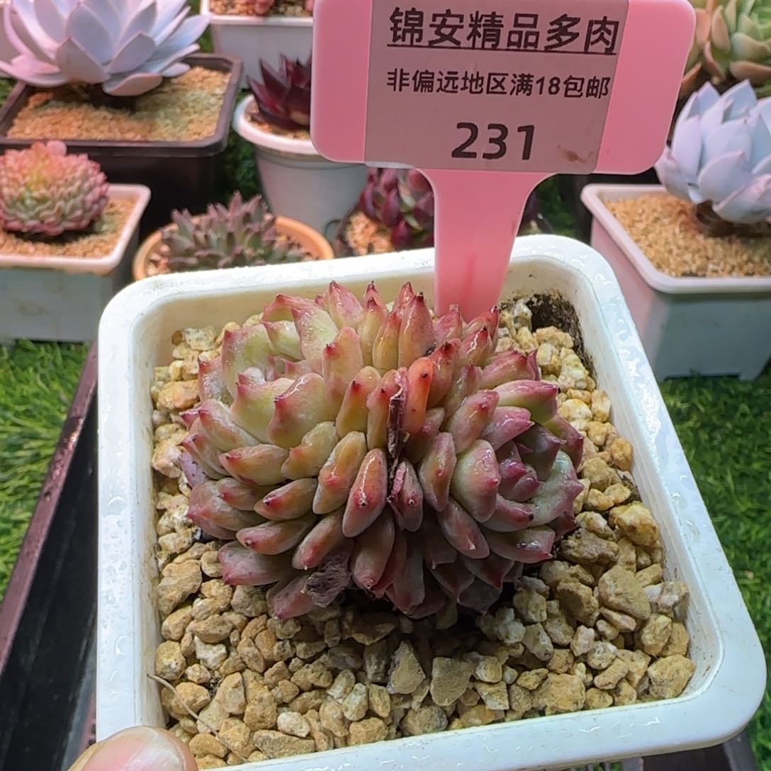 锦安精品多肉编号231