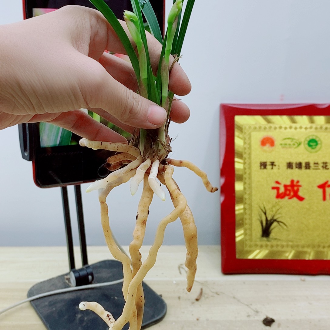 当前无花栽培后可以开花