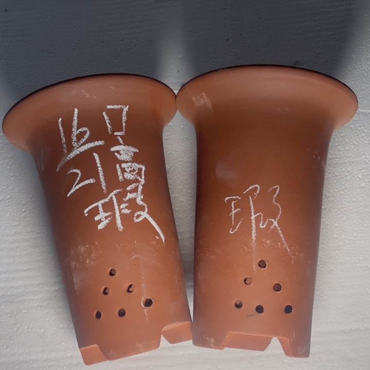 周三周四这是早早早早早早  