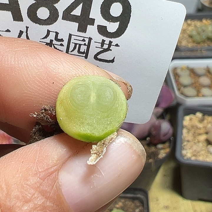 849号拉登多肉植物1.1