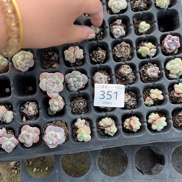 A***姐351 号到手1框一物一拍