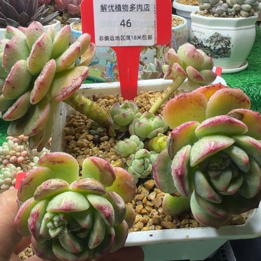 解忧多肉植物编号46