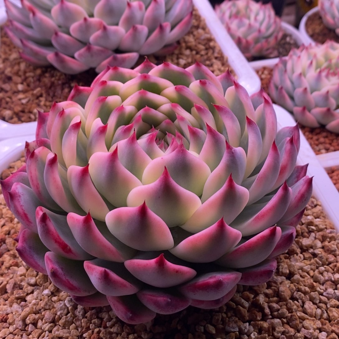 吉娃娃锦 多肉植物锦