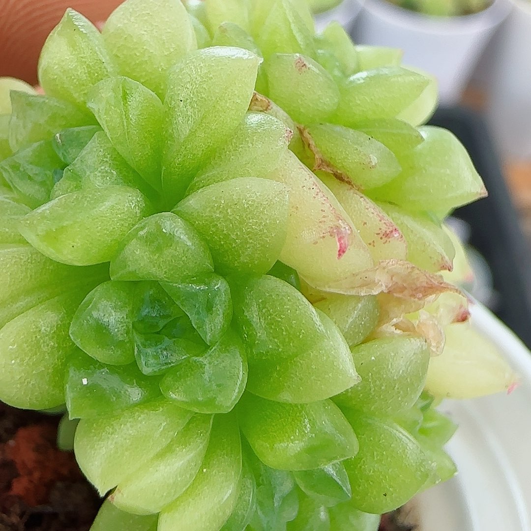 平**乐【闪购商品】0602-109专拍